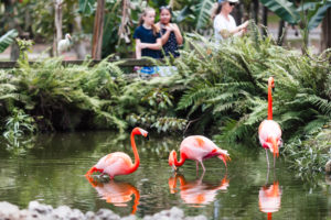 Flamingo Gardens Fort Lauderdale