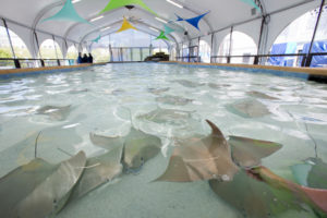 Shedd Aquarium - Stingray exhibit - chicago